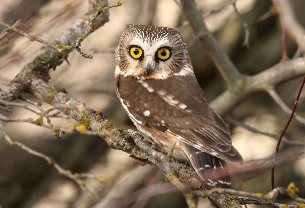 Northern Saw-whet Owl